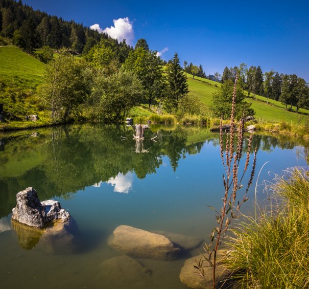 Naturbadeteich zum Schwimmen mit traumhaftem Panoramablick über das Salzachtal